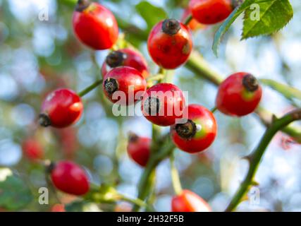 Leuchtend rote Hagebutten, die an einem sonnigen Herbstmorgen auf einem wilden Rosenbusch wachsen Stockfoto