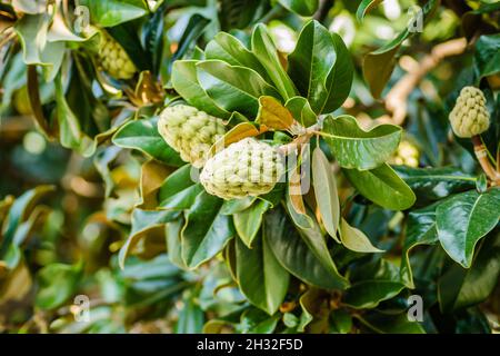 Magnolia grandiflora Frucht mit Samen aus der Nähe Stockfoto