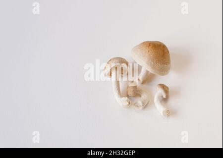 Frische Shiitake-Pilze liegen auf weißem Hintergrund. Nahaufnahme von oben mit Kopierbereich. Stockfoto