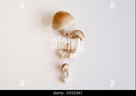 Frische Shiitake-Pilze liegen auf weißem Hintergrund. Nahaufnahme von oben mit Kopierbereich. Stockfoto