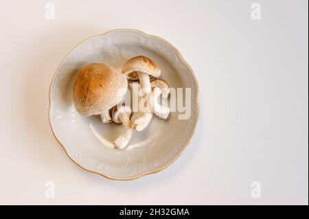 Frische Shiitake-Pilze liegen auf einem Teller auf weißem Hintergrund. Nahaufnahme von oben mit Kopierbereich. Stockfoto