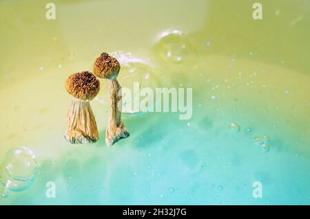 Psilocybin-Pilze auf blauem Hintergrund. Psychedelische Zauberreise, kosmisches Bewusstsein. Getrockneter Psilocybe Cubensis Golden Teacher in Reihe, isoliert, flach Stockfoto