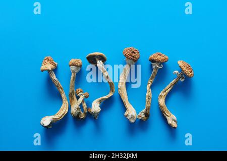 Trockene Psilocybin-Pilze auf hellblauem Hintergrund. Psychedelischer Zauberpilz Golden Teacher. Medizinische Verwendung. Mikrodosierkonzept. Stockfoto