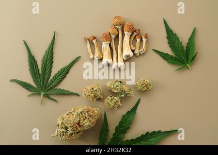 Psychedelischer Ausflug, CBD-Erholung. Mikrodosierkonzept. Getrocknete Psilocybe-Pilze, Cannabisknospen, Marihuanablätter auf Elfenbeingrund. Stockfoto