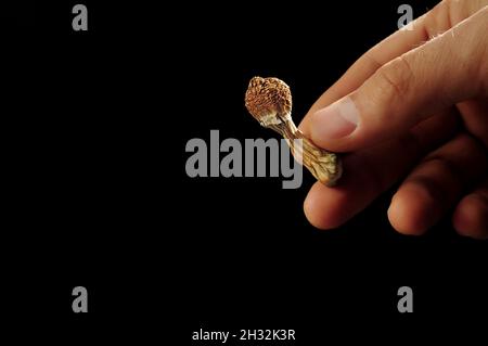 Psilocybin-Pilze in der Hand des Mannes auf schwarzem Hintergrund. Psychedelische Zauberreise. Getrocknete essbare Pilze Golden Teacher. Medizinische Verwendung. Mikrodosierung Konz Stockfoto