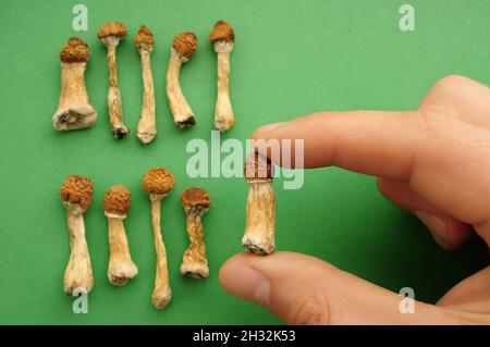 Psilocybe Cubensis Pilze in der Menschenhand auf grünem Hintergrund. Psilocybin psychedelische Zauberpilze Golden Teacher. Draufsicht, flach liegend. Mikrodosin Stockfoto