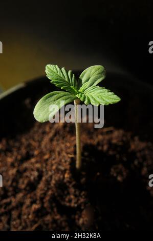 Cannabis sprießt aus der Nähe isoliert im Boden Hintergrund. Frischer junger Marihuana-Keimling. Babyhanf mit kleinen Blättern wächst in Kokosnussboden, flach liegend. Mikrofon Stockfoto