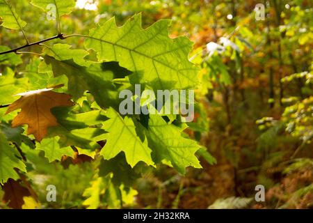 Die Blätter der Northern Pin Oak (Quercus ellipsoidalis) werden von der Nachmittagssonne im Waveney Forest in der Nähe von Lowestoft, England, beleuchtet Stockfoto