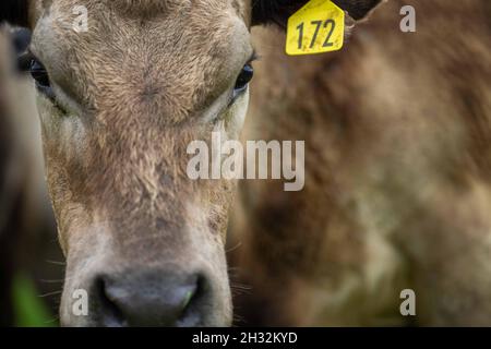 Nahaufnahme von Rinderbullen, Kühen und Kälbern, die auf Gras auf einem Feld in Australien grasen. Rinderrassen umfassen Speckle Park, murray Grey, angus, BH Stockfoto