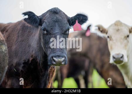 Nahaufnahme von Rinderbullen, Kühen und Kälbern, die auf Gras auf einem Feld in Australien grasen. Rinderrassen umfassen Speckle Park, murray Grey, angus, BH Stockfoto