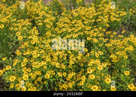Helenium autumnale nneezezeeed gelbe Blüten, mehrjährige Kraut in der Familie: Asteraceae, Region: Nordamerika. Stockfoto