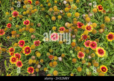 Große Decke Blume (Gaillardia aristata), mehrjährige Wildblumenpflanze in der Familie der Sonnenblumen: Asteraceae, Region: Nordamerika. Stockfoto
