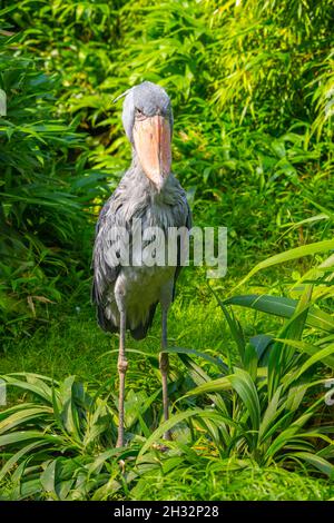 Shoebill - lustiger Storch im Grünen Stockfoto