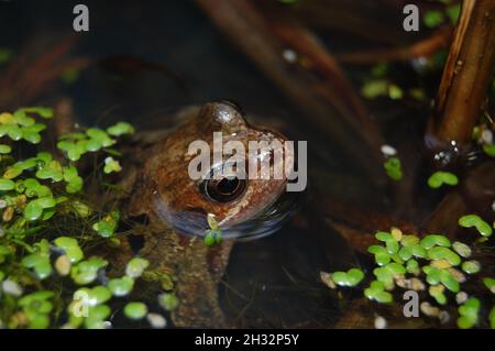Gemeinsamer Frosch in einem englischen Gartenteich Stockfoto