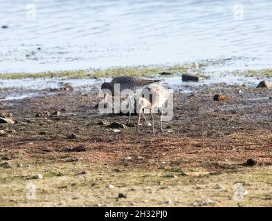 Uferschnepfe (Limosa Limosa) Stockfoto