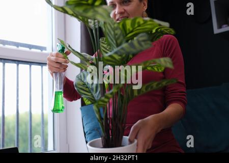 Frau in einer Wohnung sprüht eine Zimmerpflanze aus der Nähe Stockfoto