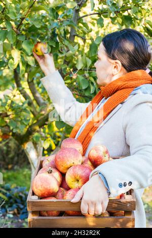Junge Frau, die Äpfel erntet und Kiste im Obstgarten hält Stockfoto