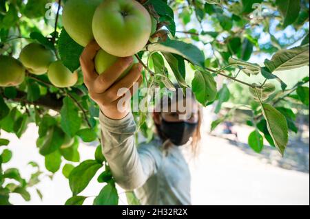Hand des Kindes, das tagsüber Apfel vom Apfelbaum pflückt Stockfoto