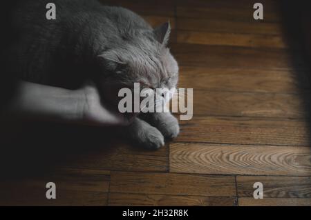 Die Hand kratzt Ginger Kurzhaar Perserkatze Stockfoto