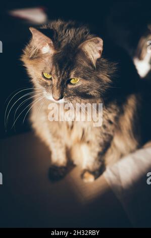 Flauschige, graue sibirische Katze mit gelben Augen im Sonnenlicht, Schatten um sich herum Stockfoto