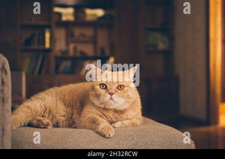 Ingwer-Kurzhaar Perserkatze, die auf dem Sofa auf einem verschwommenen Hintergrund eines Bücherregals liegt Stockfoto