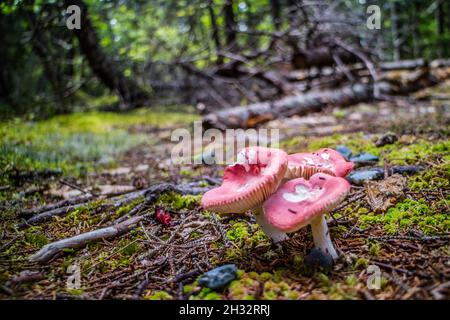Eine schöne Portraitfotos eines wilden Pilz im Wald von schoodic Peninsula Stockfoto