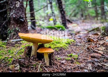 Einen schönen abgerundeten Portrait Schuß eines Wild Mushroom in Acadia Nationalpark Stockfoto