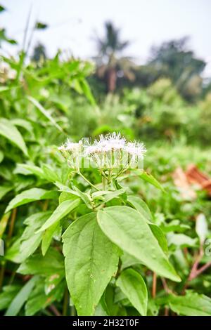 Nahaufnahme von Wildpflanzen im Garten Stockfoto