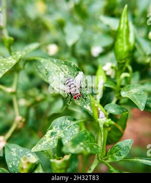 Nahaufnahme einer Gartenfliege, die auf einem Chilipaum im Garten thront Stockfoto