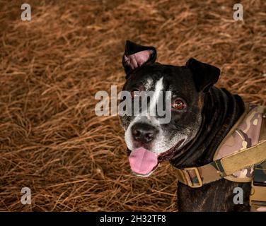 Freundlicher schwarzer amerikanischer Pitbull-Hund mit glücklichem Gesicht und Zunge Stockfoto