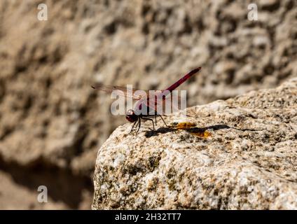 Nahaufnahme einer roten Libelle mit offenen Flügeln auf einem Felsen Stockfoto