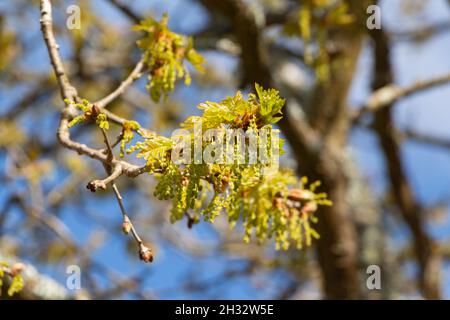 Die Blumen und die Blätter der Eiche im Frühling Stockfoto