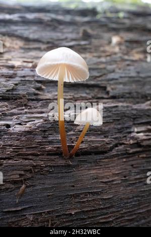 Mycena epipterygia ist eine Pilzarten aus der Familie der Mycenaceae. Es ist allgemein bekannt als Gelbkäfer-Haube. Stockfoto