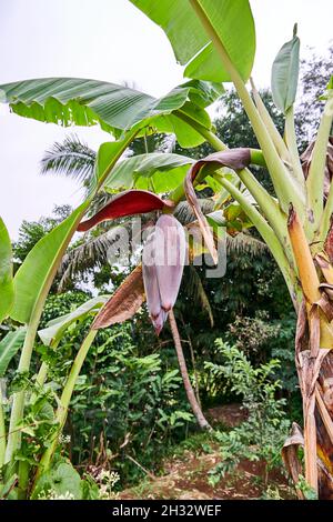 Schöne Bananenblüte wächst. Unreife junge Bananen wachsen im Garten. Stockfoto