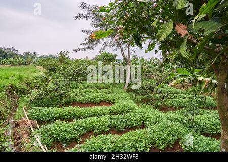 Der Guava-Garten und der Erdnussgarten wachsen im selben Garten frisch Stockfoto