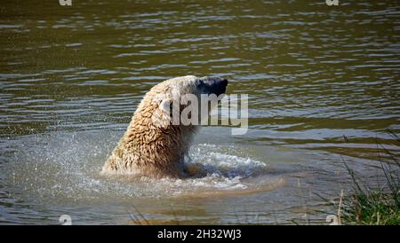 Eisbär in einem britischen Wildpark Stockfoto