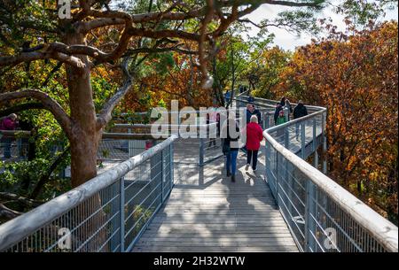 Beelitz, Deutschland. Oktober 2021. Bei sonnigem Wetter wandern die Besucher entlang des Baumwipfelpfades „Tree and Time“. Der 320 Meter lange Baumwipfelpfad befindet sich auf dem Gelände der ehemaligen Lungenheilanstalten in Beelitz-Heilstätten. Von der Stahl- und Holzkonstruktion über den Baumkronen aus können Besucher die denkmalgeschützten Gebäude und den Park besichtigen. Quelle: Monika Skolimowska/dpa-Zentralbild/dpa/Alamy Live News Stockfoto