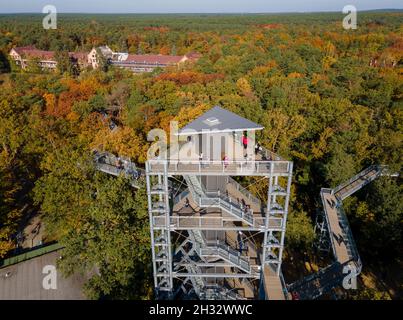 Beelitz, Deutschland. Oktober 2021. Bei sonnigem Wetter stehen die Besucher auf dem Aussichtsturm über dem Baumwipfelpfad „Baum und Zeit“ zwischen den herbstlichen Bäumen. Der 320 Meter lange Baumwipfelpfad befindet sich auf dem Gelände der ehemaligen Lungenheilanstalten in Beelitz-Heilstätten. Von der Stahl- und Holzkonstruktion über den Baumkronen aus können Besucher die denkmalgeschützten Gebäude und den Park besichtigen. Quelle: Monika Skolimowska/dpa-Zentralbild/dpa/Alamy Live News Stockfoto