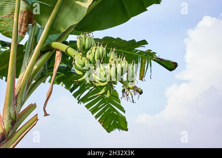 Bananenbaum wächst frisch auf einer Plantage, Bogor, Indonesien. Stockfoto