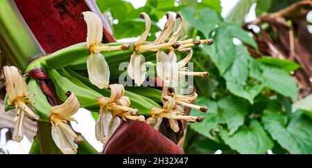 Schöne Bananenblüte wächst. Unreife junge Bananen wachsen im Garten. Stockfoto