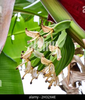 Schöne Bananenblüte wächst. Unreife junge Bananen wachsen im Garten. Stockfoto
