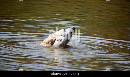 Eisbär in einem britischen Wildpark Stockfoto