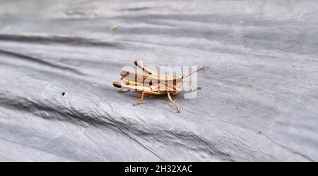 Braune Heuschrecke auf Plantagenplastik Stockfoto