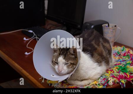 Ein kurzhaariger Tabby auf einem farbenfrohen Teppich auf dem Schreibtisch des Heimbüros. Die Katze wird behandelt und trägt einen elisabethanischen Kragen Stockfoto