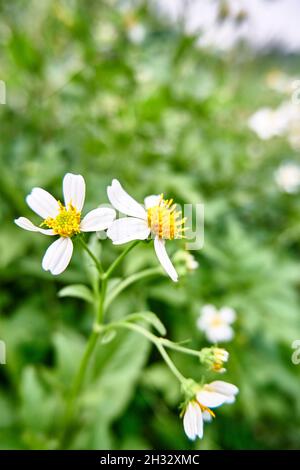 Wunderschöne wilde Blumen, die wild in der Plantage wachsen. Nahaufnahme von Blumen Tanacetum Stockfoto