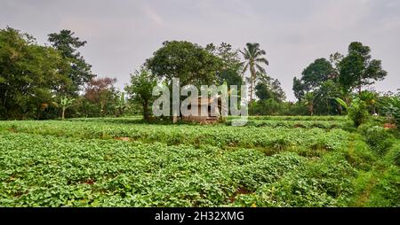 Gebäude in einer schönen Plantage. Ruhestätte für Bauern Stockfoto