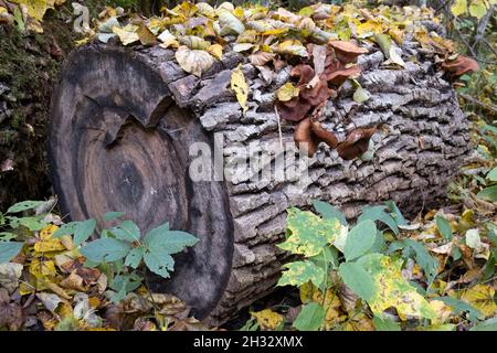 Gefallene Baumstämme sind sehr wichtige Bestandteile im Naturwald. Sie bieten einen Lebensraum für viele Spezialarten, die nirgendwo anders leben können. Stockfoto