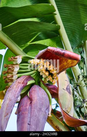 Schöne Bananenblüte wächst. Unreife junge Bananen wachsen im Garten. Stockfoto