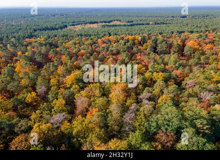 Beelitz, Deutschland. Oktober 2021. Herbstbunte Bäume in einem Wald bei Beelitz-Heilstätten (Luftaufnahme mit Drohne). Quelle: Monika Skolimowska/dpa-Zentralbild/dpa/Alamy Live News Stockfoto