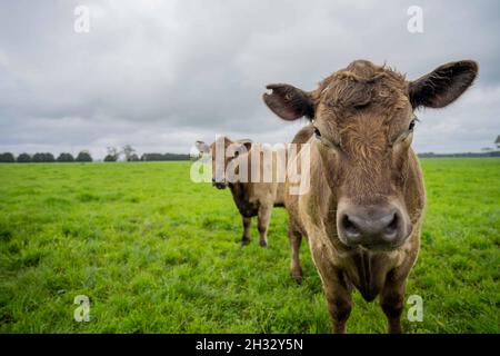 In Australien grasen Kühe und Bullen auf dem Gestüt, zu den Rassen gehören gesprenkelte Park, murray Grey, angus und brangus. Stockfoto